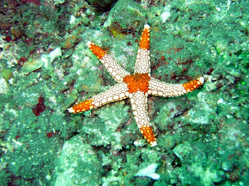 Underwater Dining