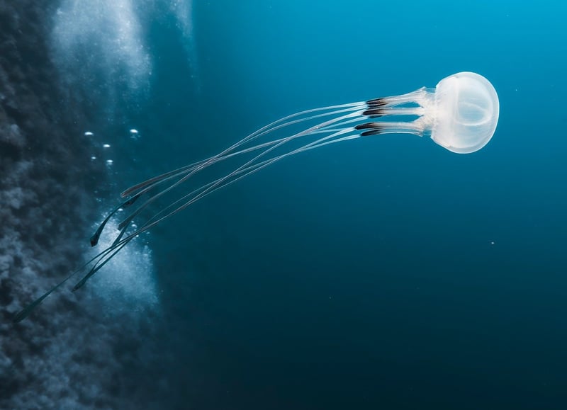 Underwater Delights